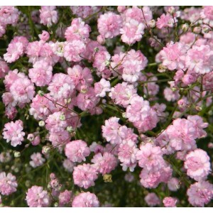 Гипсофила Gypsophila Flamingo